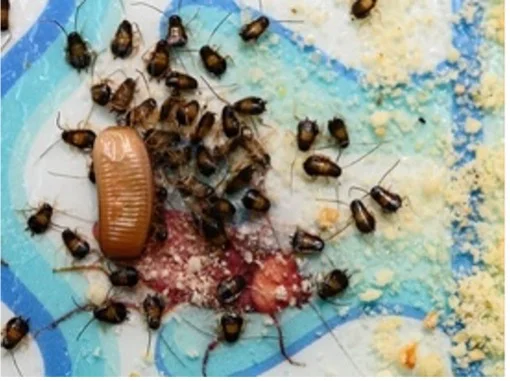 German Cockroach Control